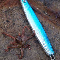 一ヶ月ぶりの獲物