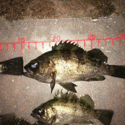 久々メバリング！！