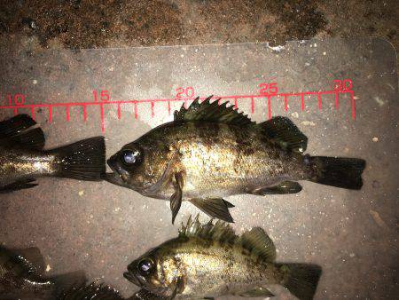 久々メバリング！！