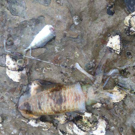 アオリイカ2杯釣れて良かった。