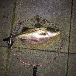 メバルは居ないが・・・