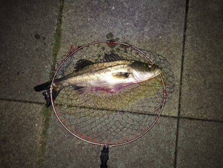 メバルは居ないが・・・