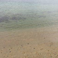 久々のエギング