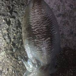 今年初エギング