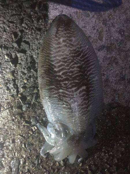 今年初エギング