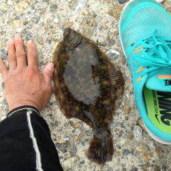 遅咲きの花見鰈きたーー(*^◯^*)