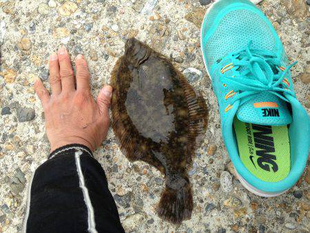 遅咲きの花見鰈きたーー(*^◯^*)
