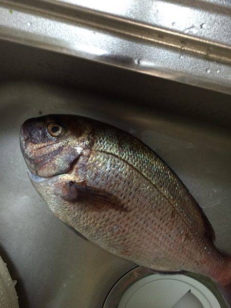 ショアで、、、！！