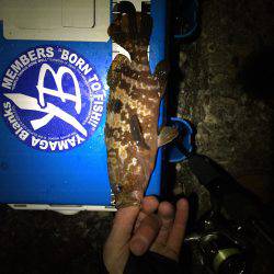 なかなか良かったけどアジは留守でした