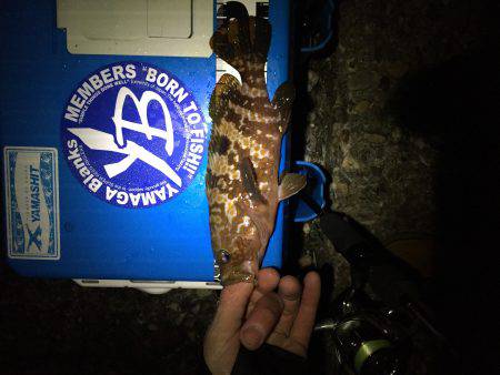 なかなか良かったけどアジは留守でした