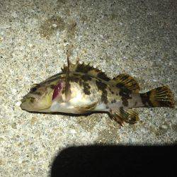 メバルを求めて再び