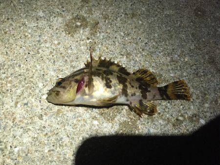 メバルを求めて再び