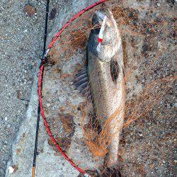 アベレージサイズ