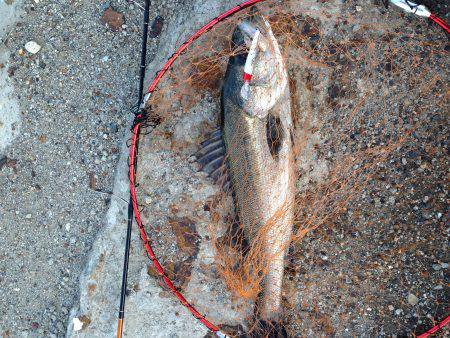 アベレージサイズ