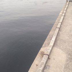 くぅー、タケノコ