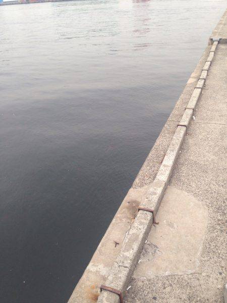 くぅー、タケノコ