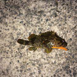 小雨メバリング！