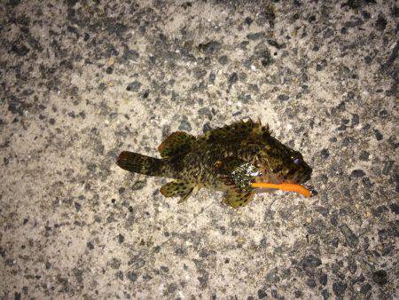 小雨メバリング！