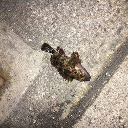 北風が冷たいよ