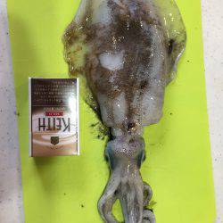 1人でアオリイカ