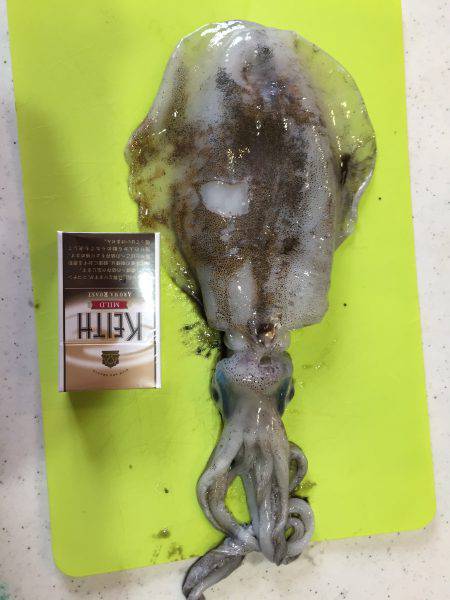 1人でアオリイカ