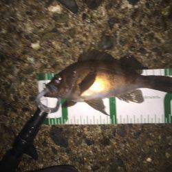 ロリメバル入れ食い。