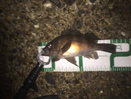 ロリメバル入れ食い。