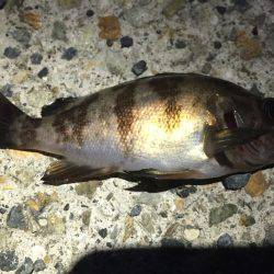 連日連夜、今宵もメバルを求めて!