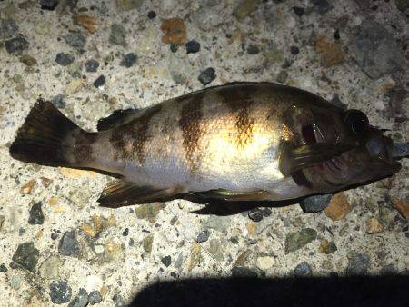 連日連夜、今宵もメバルを求めて!