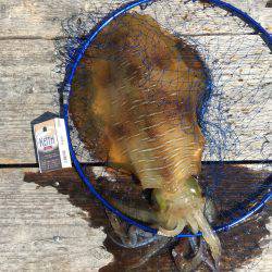 今日は久しぶり二、新居君とアオリイカ釣り