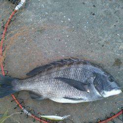 こつこつランガン！