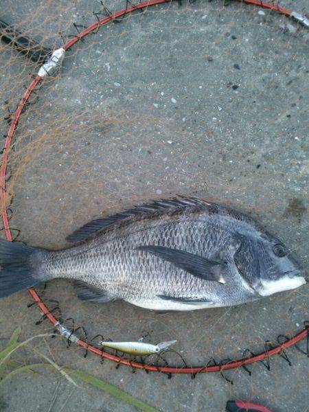 こつこつランガン！