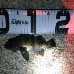 初チニング！！