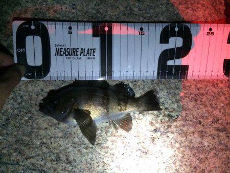 初チニング！！