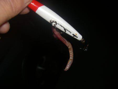 今シーズン初のバチシー狙いに*\\(^o^)/*