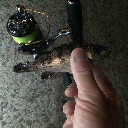 金魚級のメバル