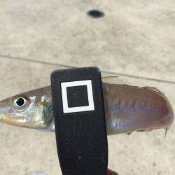 洲本でチョイ投げ！