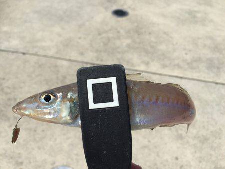 洲本でチョイ投げ！