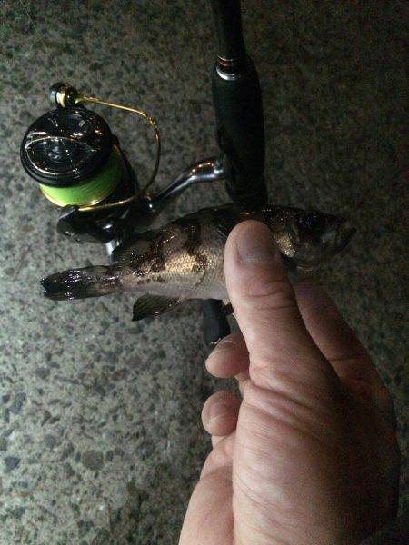 金魚級のメバル