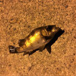 エギング＆メバリング