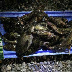 シークレットポイントでのロックと武庫川シーバス