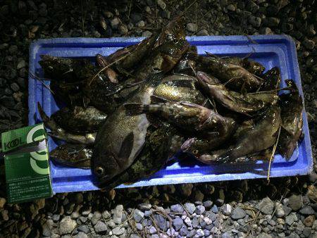 シークレットポイントでのロックと武庫川シーバス