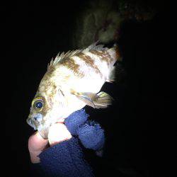 ライトライトライト