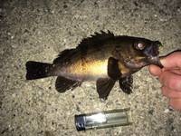 メバル接岸も渋めです。