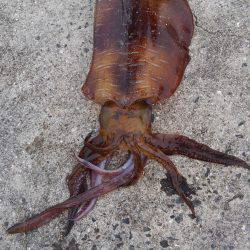 実験釣行でヒラメ80センチ&アオリ1.6キロ