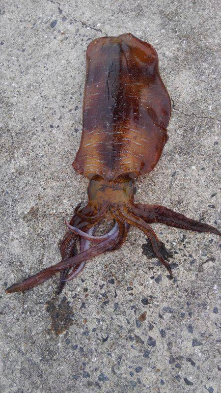 実験釣行でヒラメ80センチ&アオリ1.6キロ