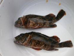 大阪南港海釣り公園　ガシラ