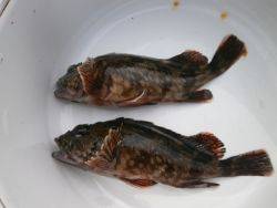 大阪南港海釣り公園　ガシラ