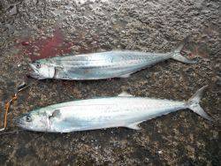 和歌山北港魚つり公園　サゴシ