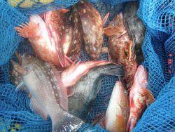 和歌山北港魚つり公園　ガシラ、メバル